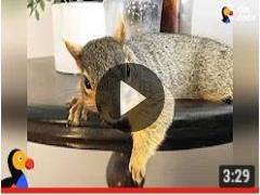 Meet the Squirrel who loves to peel bananas!