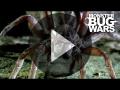 Funnel Web Vs Wolf Spider: Monster Bug Wars